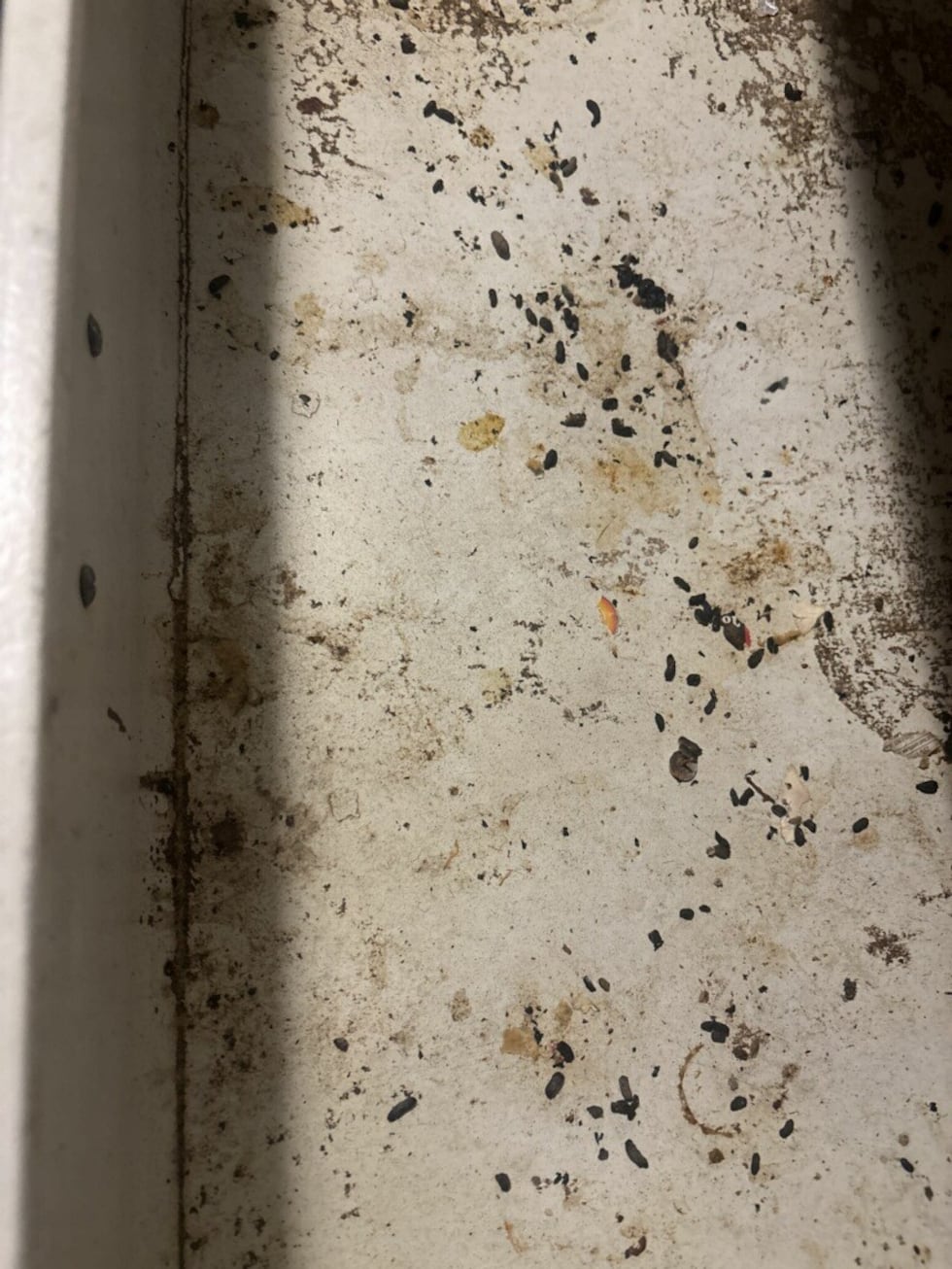 Photos showing what appear to be rodent droppings around window frames and portions of a...