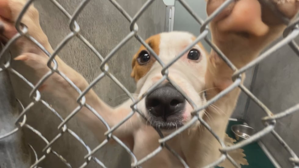 This is one of dozens of puppies ready and waiting to be adopted at the Tallahassee Animal...