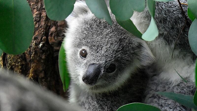 FILE - A young koala looks through eucalyptus leaves in a zoo in Duisburg, Germany, Friday,...