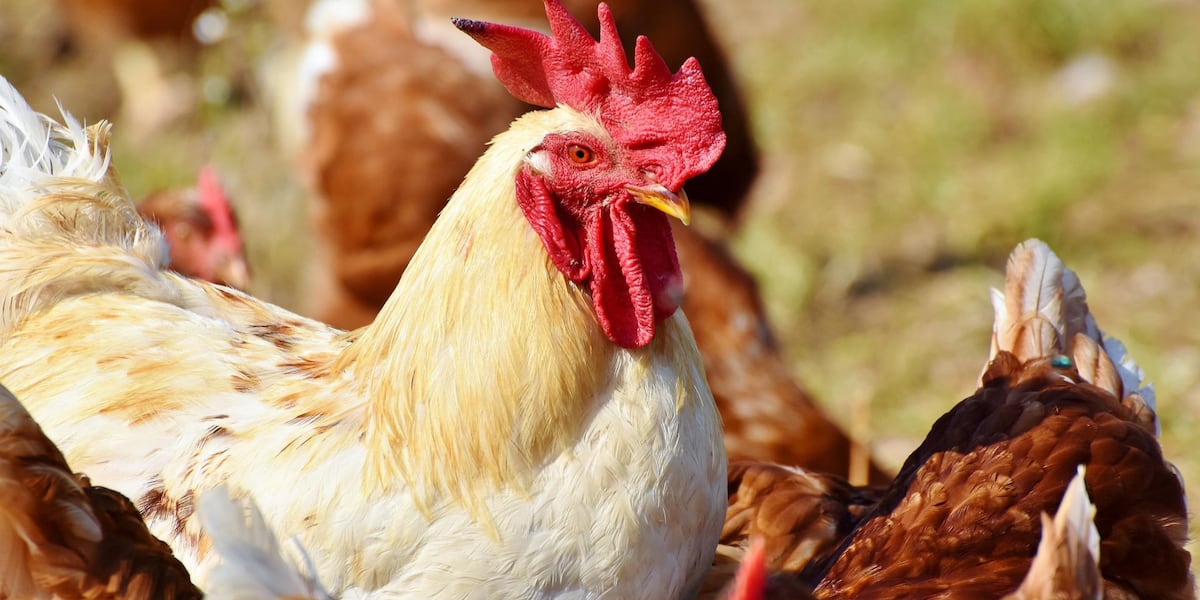 Fifth case of Highly Pathogenic Avian Influenza confirmed at commercial poultry plant in Georgia
