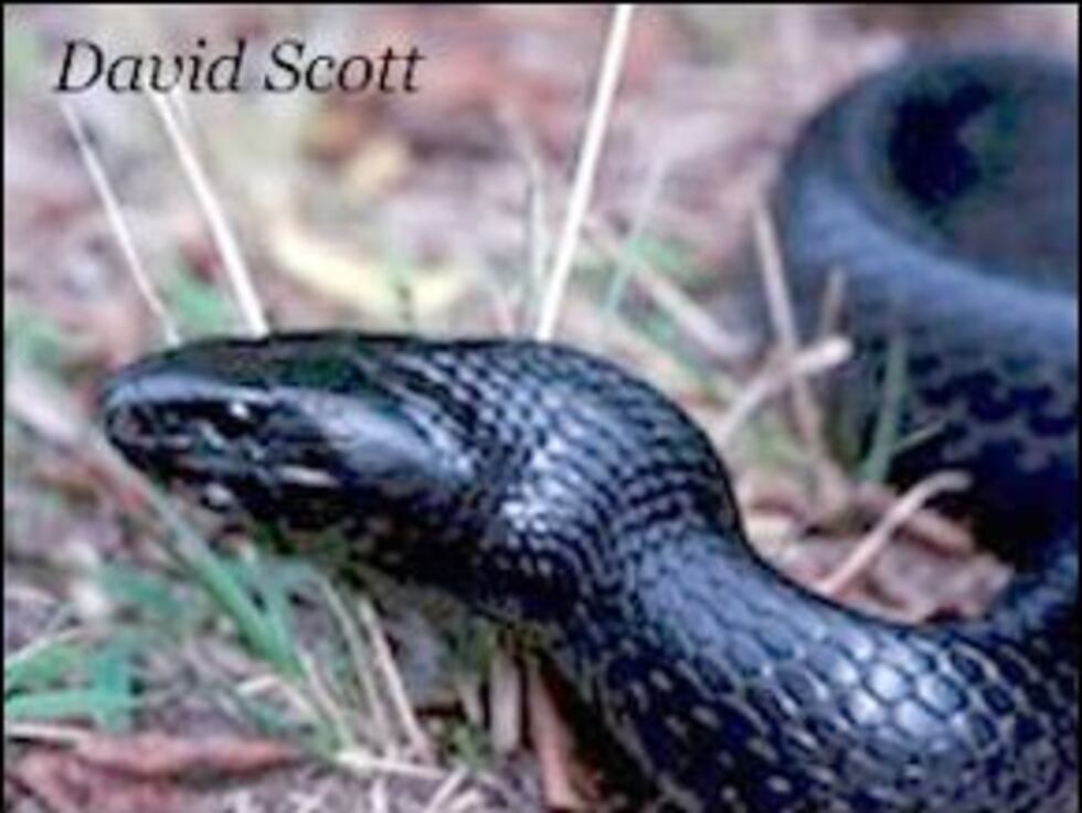 (Source: UGA/David Scott)