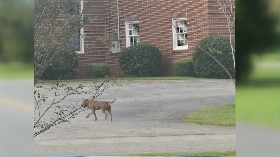 Americus Residents Raise Safety Concerns Over Stray Dog Attacks