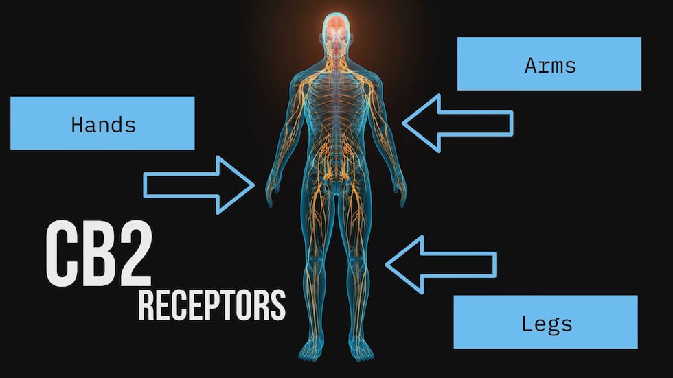 Going Green, Part 2: Endocannabinoid system