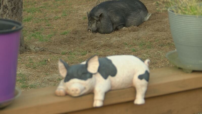 Retared Pigs South Georgia pig rescue saves abandoned, starved pets