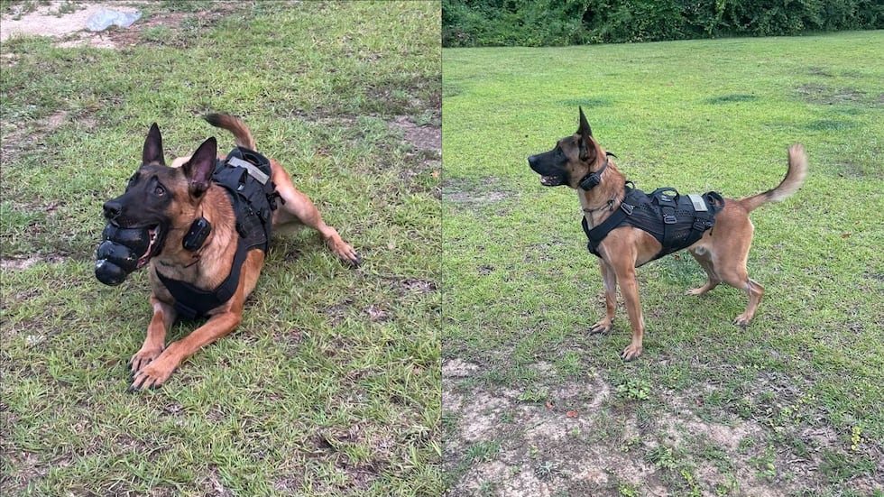 Grady County K-9 returns to work