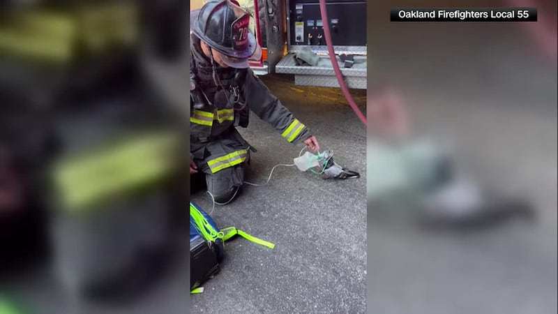 A feathered friend got a little help from authorities in Oakland, California. (Source: OAKLAND...